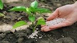 بني خلاد : نقص مستلزمات الإنتاج يؤرّق الفلاحين 